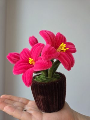Hot Pink Ljiljani u Saksiji