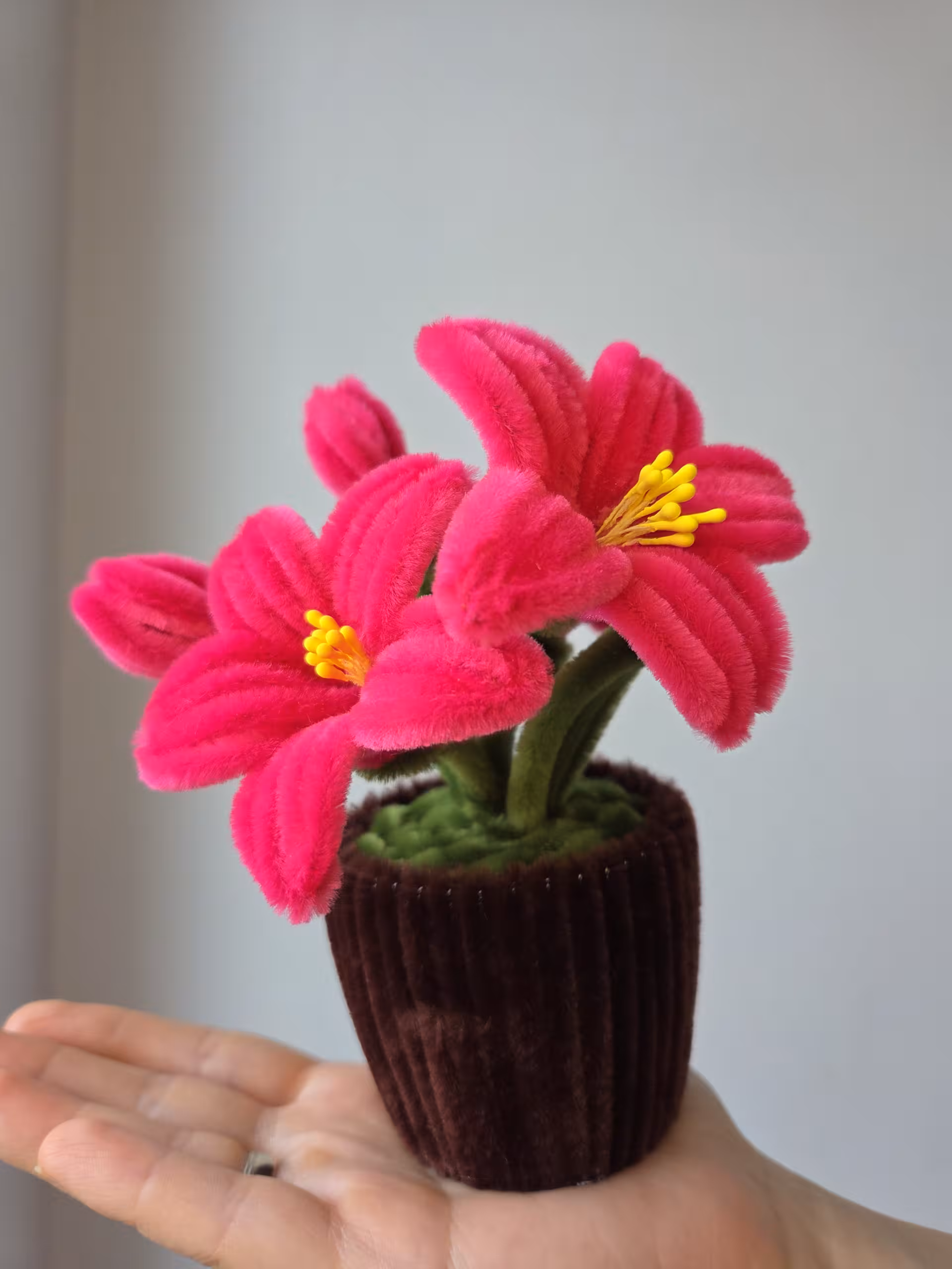 Hot Pink Ljiljani u Saksiji